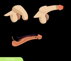 음경 도해(왼쪽이 평상시, 오른쪽이 발기 시)