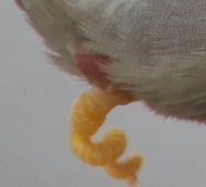 청둥오리의 유사 음경