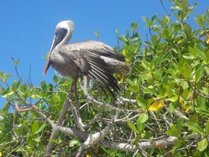 갈색사다새, Tortuga Bay, Island of Santa Cruz, Galápagos