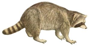 아메리카너구리