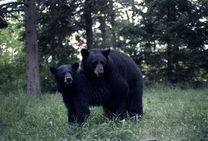 북미곰센터(North American Bear Center)에서 교미하는 아메리카흑곰