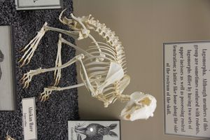 Lepus othus}})의 전신 골격