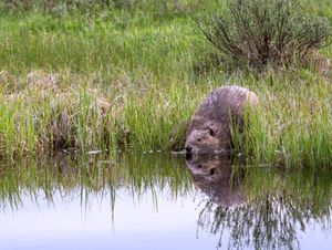 호숫가의 옐로스톤 국립공원 북미 비버