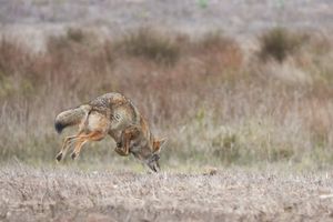 캘리포니아에서 주머니쥐를 사냥하는 코요테