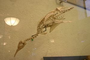 미국 자연사 박물관(American Museum of Natural History)에 전시된 골격 표본