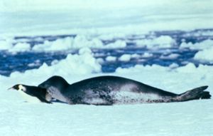 표범해표가 황제펭귄을 잡는 모습