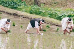 증평 모내기-장뜰두레농요