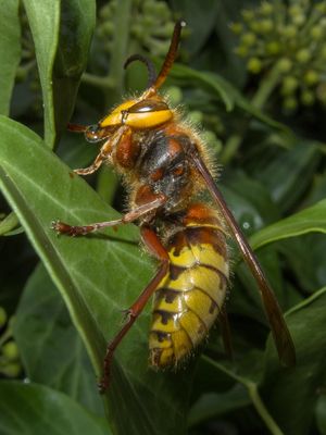 V. crabro "vexator" 형태 – 거의 노란색 머리를 가진 영국 형태