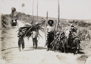 덴마크령 서인도 제도에서 사탕수수를 다루는 노동자들