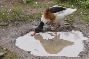 논병아리가 물웅덩이에서 물을 마시고 있다.