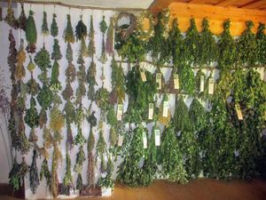 사우나 채찍과 허브차