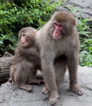 새끼를 안고 있는 어미 원숭이