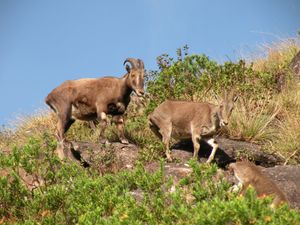 닐기리 산맥에서만 발견되는 멸종 위기 동물인 닐기리 타르는 주 동물이다.