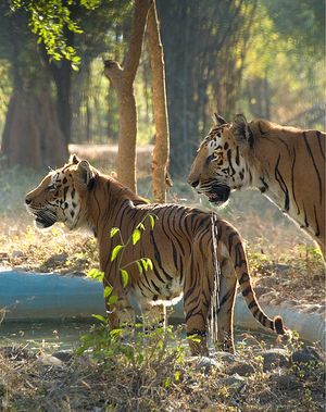 벵갈루루 근처 바네르갓타 국립공원의 벵갈 호랑이들