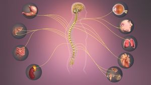 교감신경계 – 다양한 기관에 영향을 미치는 정보 전달 경로