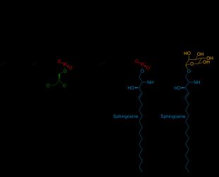주요 세포막 지질: 포스파티딜콜린(PtdCho), 포스파티딜에탄올아민(PtdEtn), 포스파티딜이노시톨(PtdIns), 포스파티딜세린(PtdSer).