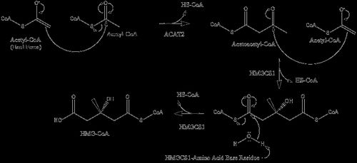 아세틸-CoA와 아세토아세틸-CoA의 축합