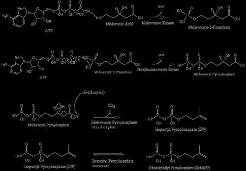 이소펜테닐 파이로인산(IPP)으로의 전환