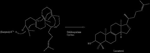 라노스테롤 형성