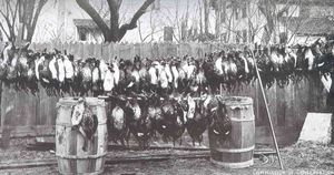 1915년 온타리오 호에서 밀렵된 오리