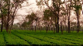 테툴리아 차 정원