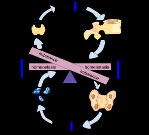 PTH 골흡수의 효과