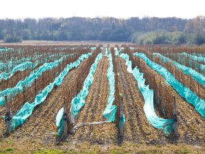 프린스 에드워드 카운티 포도원