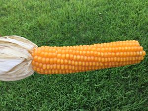 오클라호마 유기농 정원에서 재배된 팝콘 이삭