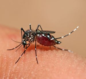 흡혈 중인 <i>Aedes aegypti</i> 모기의 근접 사진