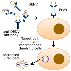 항체 의존적 증강(ADE) 현상. 항체가 바이러스 입자와 면역 세포 표면의 Fc 감마 수용체에 동시에 결합하여 바이러스가 해당 세포를 더 쉽게 감염시키도록 돕는다.