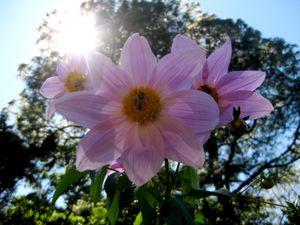 보케론의 화산 지역에서 발견되는 식물상.