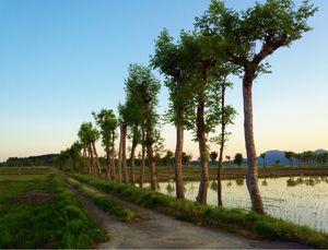 나츠아이의 하자기