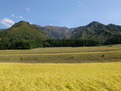 미나미우오누마의 논