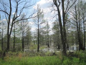 아칸소주 동부의 범람한 숲이 우거진 저지대는 겨울 철새들을 유인한다.