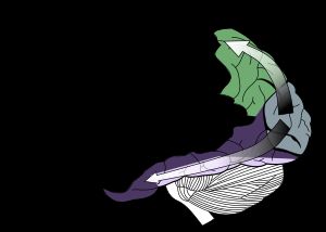 시각 등쪽 경로(녹색)와 배쪽 경로(보라색)가 표시되어 있습니다. 많은 인간 대뇌 피질이 시각에 관여합니다.