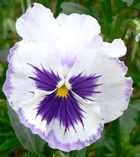 팬지 꽃잎에 작용한 안토시아닌