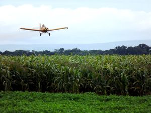 파라카투의 옥수수 농장