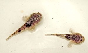 대부분의 망둑어 (Benthophilus)는 카스피해 유역에서만 발견된다.