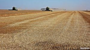 고이아스주의 밀 수확