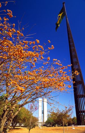 브라질 국기와 봄의 국회의사당