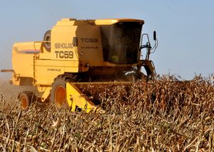 두라도스(Dourados)의 옥수수 농장에서 수확하는 모습