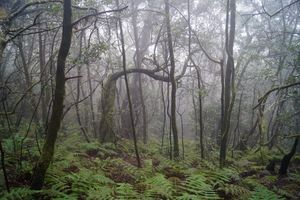 고메라섬(La Gomera)의 습윤 월계수림