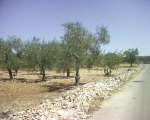 모두뇨 근처 올리브 나무