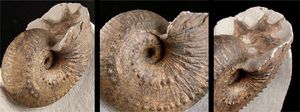 체관이 없는 암모나이트(ammonoid)로, 격벽 표면(특히 오른쪽)의 파상형 로브와 새들을 보여준다.
