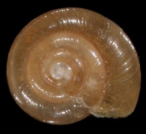 작은 육상 달팽이인 Zonitoides nitidus의 껍데기는 우선형 나선을 가지고 있으며, 이는 복족류 껍데기에서 일반적이다.