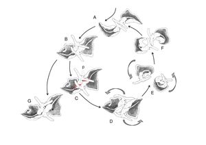 엘리시아 티미다( *Elysia timida*)의 교미 행동