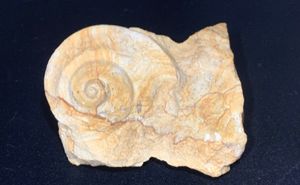 미네소타주 갈레나층군의 중기 오르도비스기에서 발견된 초기 복족류 Trochonema sp.