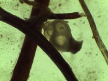 아무크 평원 남남동 터키의 홀로세 퇴적물에서 발견된 복족류(Gastropoda) sp.의 현미경 사진(35x)