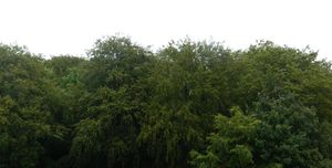 전형적인 너도밤나무 숲, 북부 란스크루나의 '칼스룬드' 서쪽 가장자리