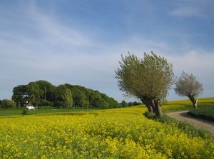  가지치기된 버드나무와 유채밭은 이 스웨덴 지역의 전형적인 모습입니다.
